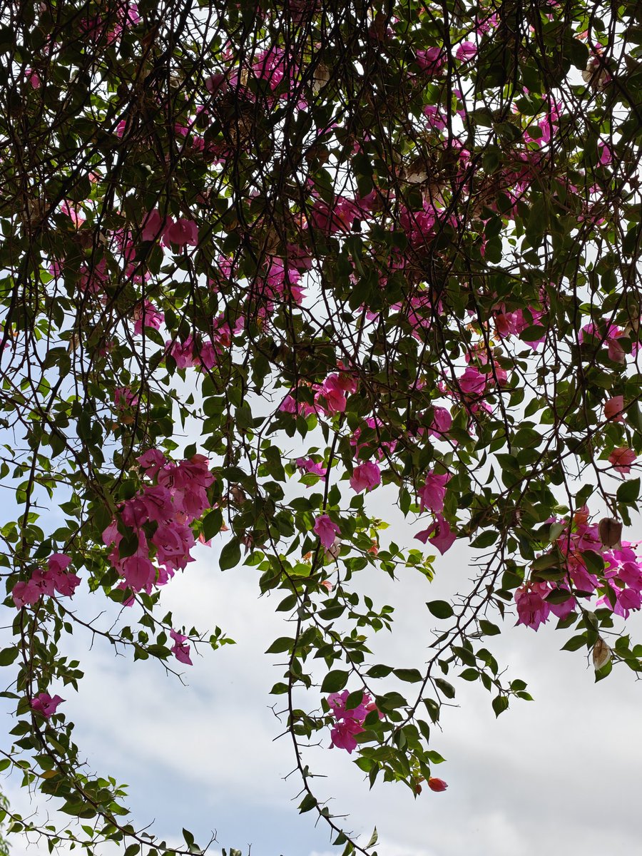 Manoj Pandey tweet media