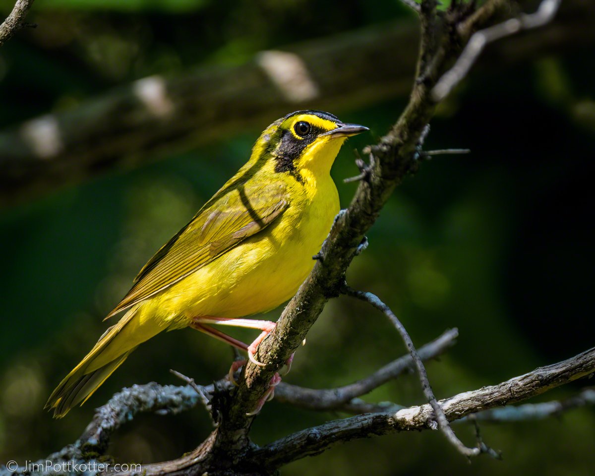 HappyPixr's tweet image. Bright sunlight isn’t always a bird photographer’s first choice, but with the Kentucky Warbler in decline, I had to take the shot, shadows and all. I have too many summer favorites, and yes, this one is high on the list. #birds #birdphotography #nature #conservation