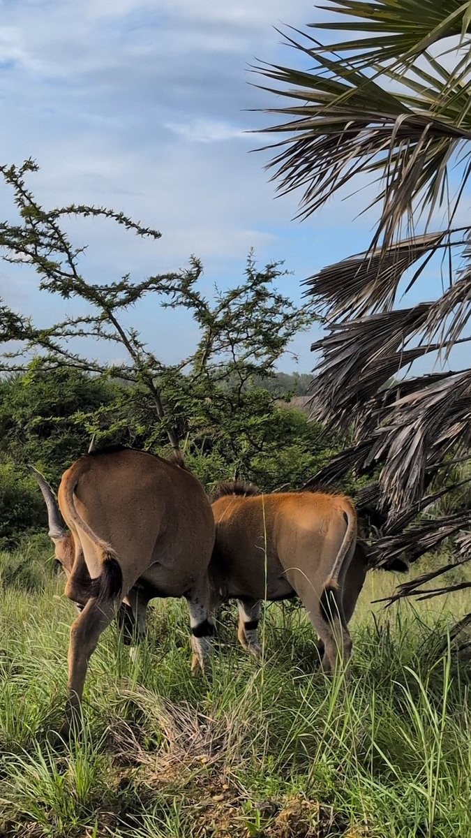 ms_mutegi's tweet photo. On the activities again Nguuni Sanctuary slightly gives serval Wildlife. They charge Kes 400 and Kes 150 per adult and child residents respectively. You get to walk around with giraffes and ostriches and be at close range with wildlife. https://t.co/mYSYIcejo3