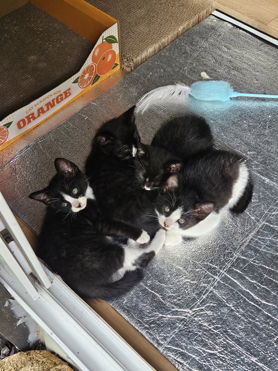 흰둥이 까미 오레오 그리고 맥스(입양예정)

팔공산 턱시도 고양이 3아깽이의 평생 가족을 찾습니다!