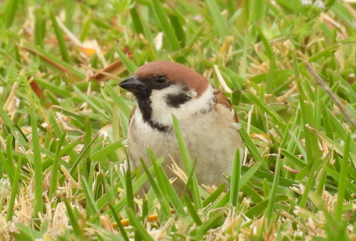 El GORRIÓN MOLINERO /Passer montanus/ es el más pequeño de los gorriones que se pueden ver en la península.