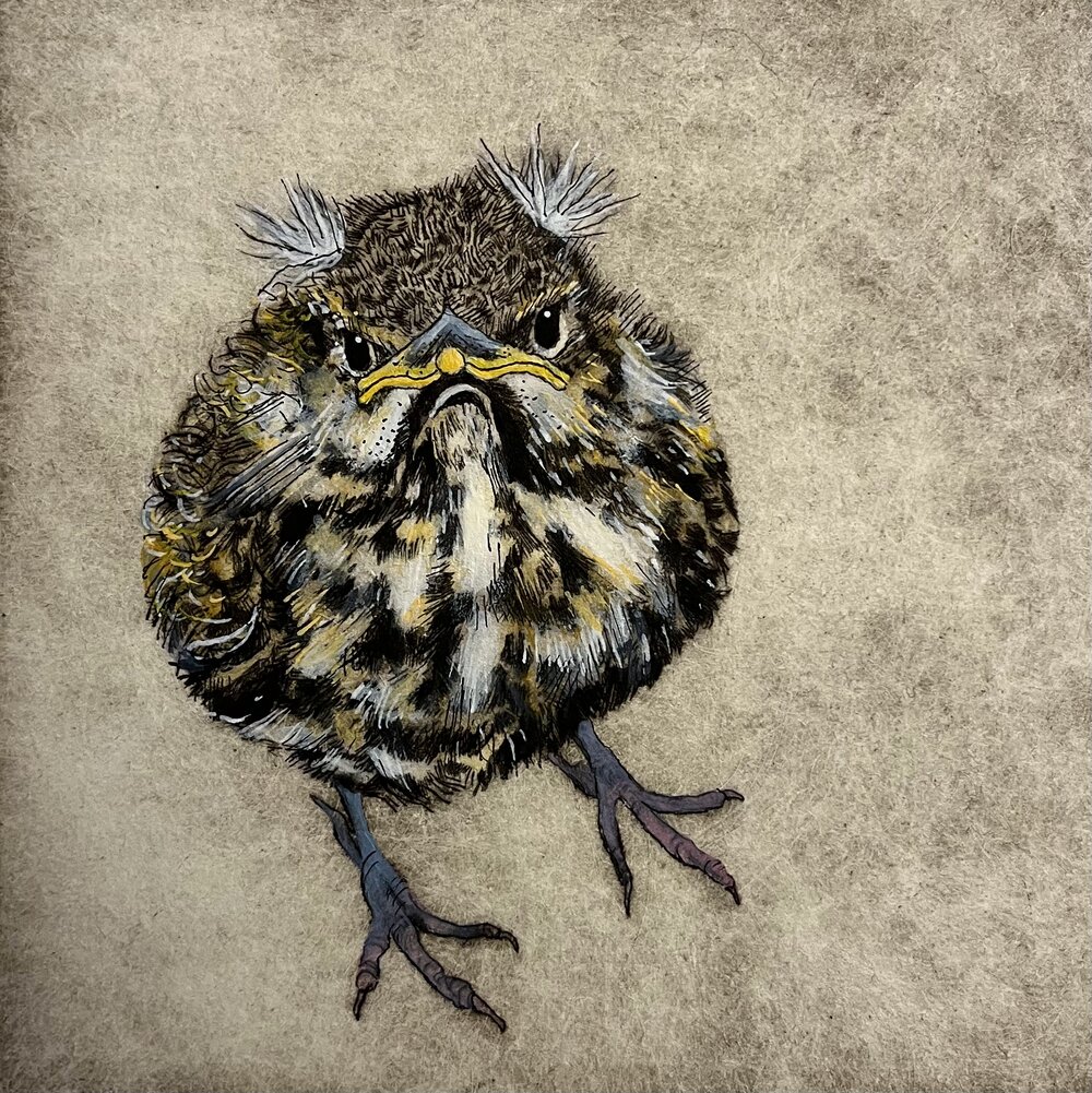 "Really? (Song Thrush)" drypoint etching by contemporary printmaker Faith Chevannes #ReframingWomenPrintmakers