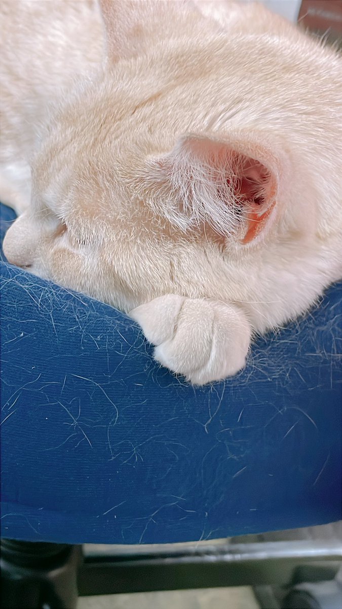 クリームパン見にきました🍞
#ARVOU