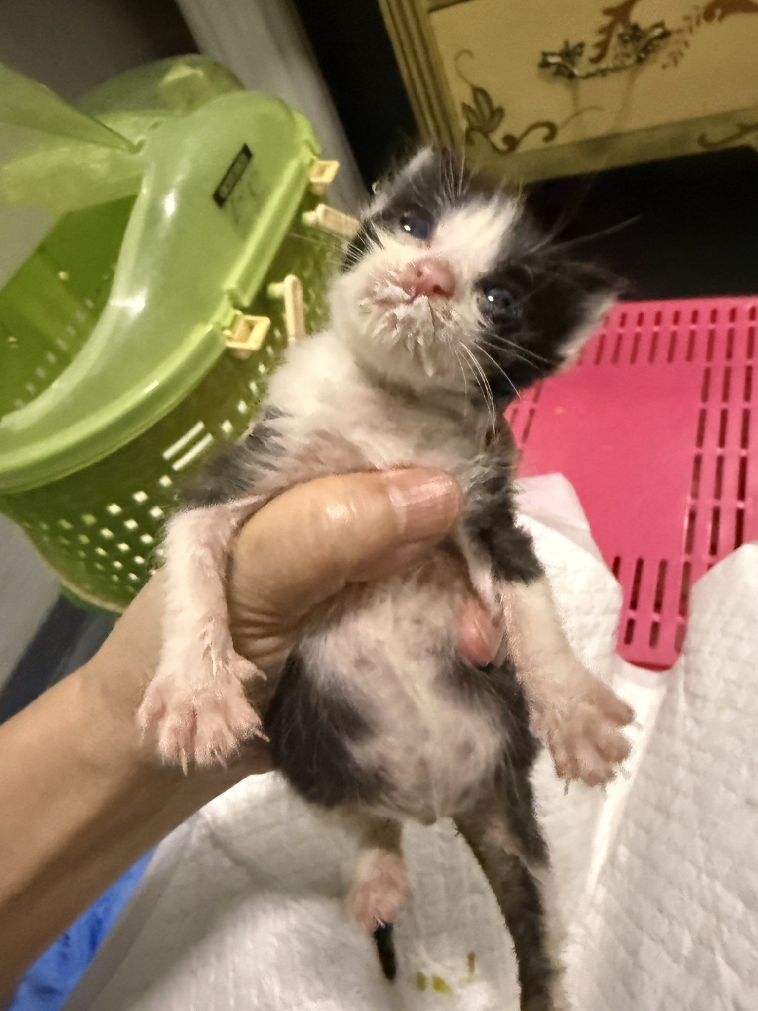 つばまこさく　ポメちゃん　猫ちゃん　小物入れ ぬいぐるみ 猫 かわいい アニマル 動物 抱きまくら S ポクシン