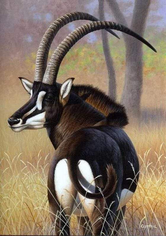 KWSKenya's tweet photo. Meet the Sable Antelope — one of the critically endangered antelope species, found in Shimba Hills National Park & Reserve.

Sable Antelopes live in tight-knit herds of 15 to 20, led by a dominant female. Each herd has only one adult male (a bull), and young males get kicked out around the age of three — nature’s way of saying, "time to grow up and move out!"

Pack your camera & sense of adventure, and visit Shimba Hills today — home to sable antelopes, elephants, birds, scenic waterfalls, and so much more!

#ThrivingWildlifeForever #ExploreKenyaParks #TunzaMaliYako #SayNoToBushMeat