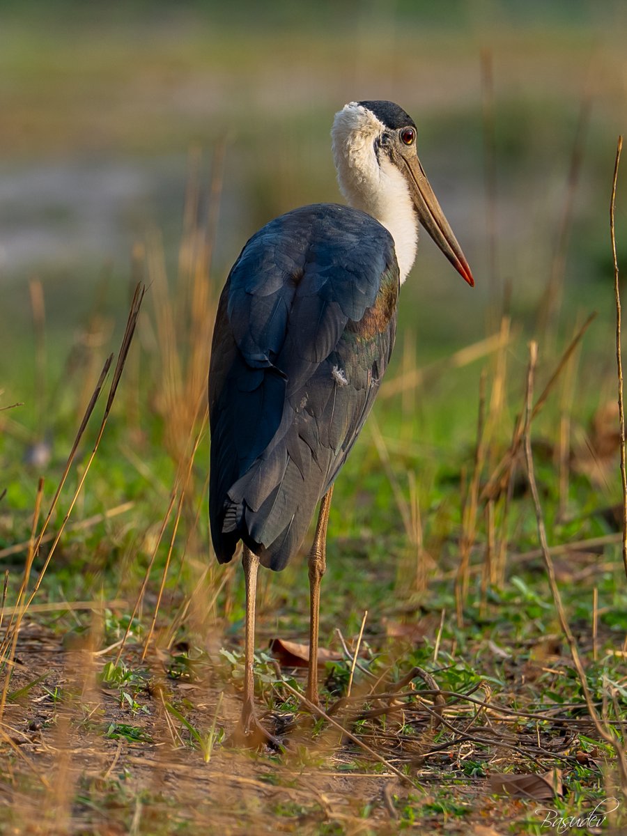 Wooly necked stork .............@ Bandhavgarh                                    
#IndiAves #BBCWildlifePOTD #ThePhotoHour #natgeoindia #wildlifephotography #SonyAlpha #BirdsSeenIn2025