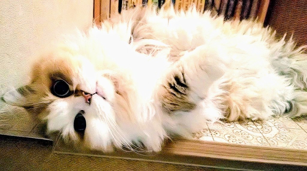 #猫に喋らせちゃおう

#にゃんこママ

「あら、カズくん、久ちぶり」

#ママすでにベロンベロン 🤣