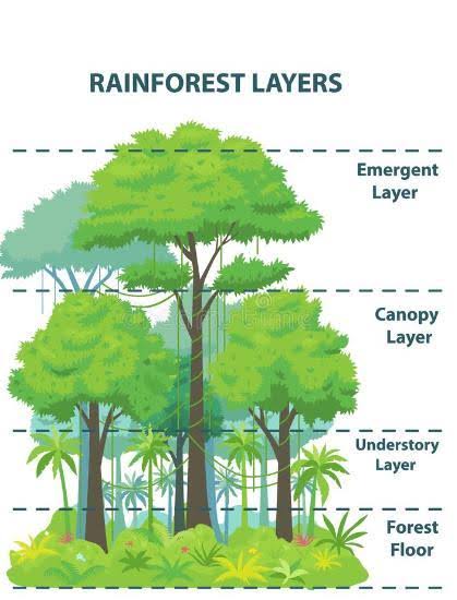 #WorldRainforestDay is observed on 22nd June known as the #Earth's lungs !

#Rainforests absorb CO₂, release oxygen, regulate climate, and support over 50% of global biodiversity.

The amazon alone stores billions of tons of carbon, helping fight climate change.

Every action
