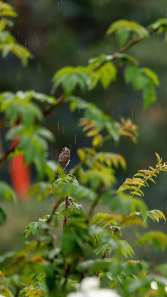 Birdies <a href="/WHPineNPeakITC/">Welcomhotel Pine-N-Peak</a> 
#Pahalgam 
📷 Credits <a href="/vineetkaul/">guyfromvalley🏕🏔⛷</a>