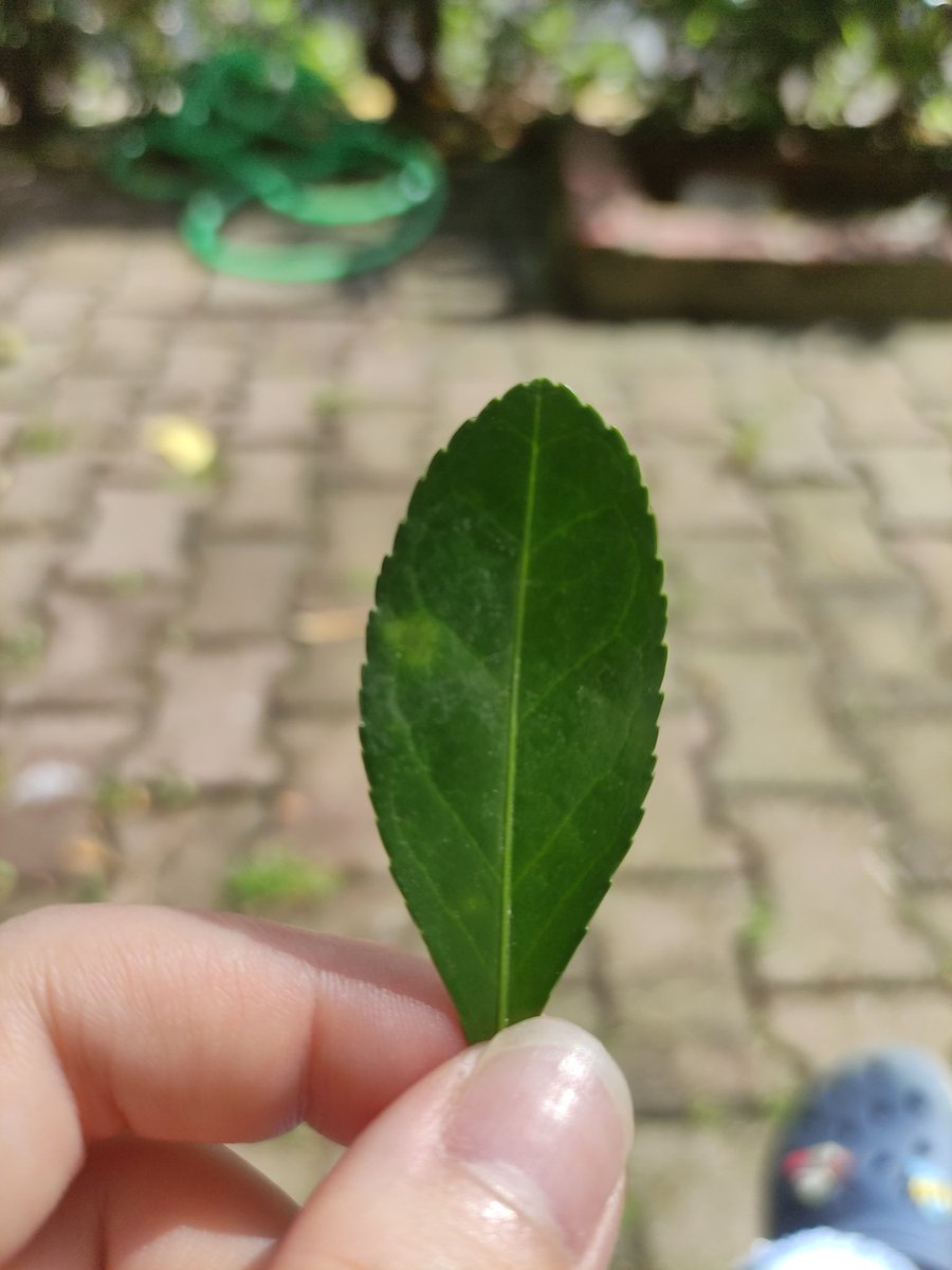 Napılması gerektiğini söylemeyim isterseniz