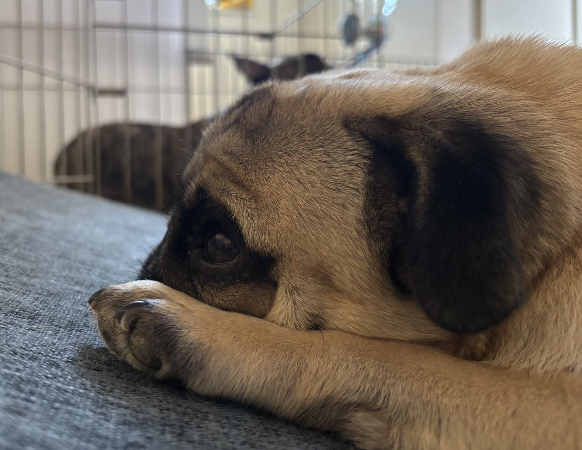 今日はワクチン打ったから安静にしてるよ💉

#pug #パグ
