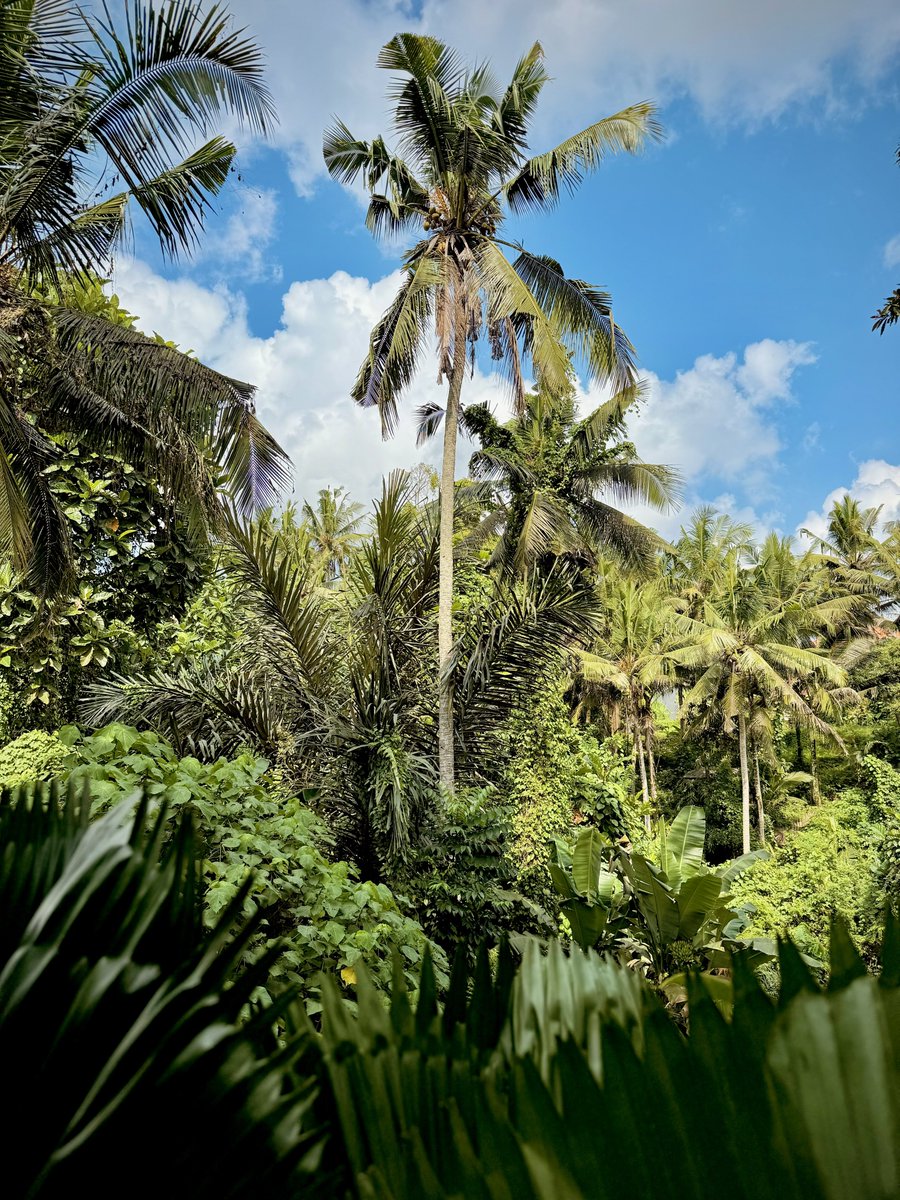 GM — Jungle Mornings 🌴🦎☀️