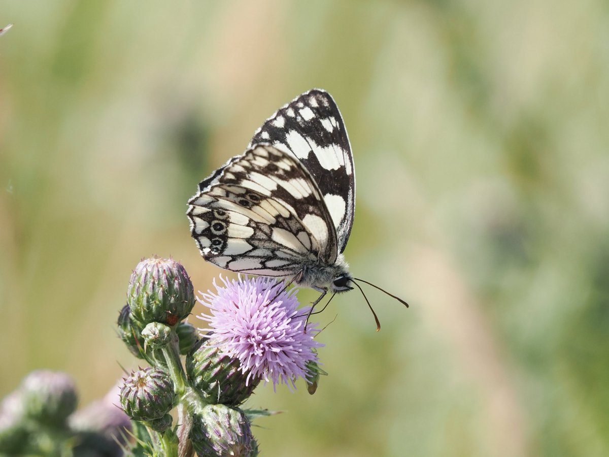 Mike Smith (@mikecsmiffy) on Twitter photo Marbled White, one of a good number that we saw yesterday on the Blackwater estuary sea wall at Heybridge, Essex
#butterfly #Butterflies #wildlife #wildlifephotography #nature #NaturePhotography
<a href="/savebutterflies/">Butterfly Conservation ๐ฆ</a> <a href="/EssexWildlife/">Essex Wildlife Trust</a> <a href="/essexbna/">BNAEssex</a> <a href="/NatureUK/">NatureUK</a> <a href="/Britnatureguide/">The British Nature Guide</a> Marbled White, one of a good number that we saw yesterday on the Blackwater estuary sea wall at Heybridge, Essex
#butterfly #Butterflies #wildlife #wildlifephotography #nature #NaturePhotography
<a href="/savebutterflies/">Butterfly Conservation ๐ฆ</a> <a href="/EssexWildlife/">Essex Wildlife Trust</a> <a href="/essexbna/">BNAEssex</a> <a href="/NatureUK/">NatureUK</a> <a href="/Britnatureguide/">The British Nature Guide</a>
