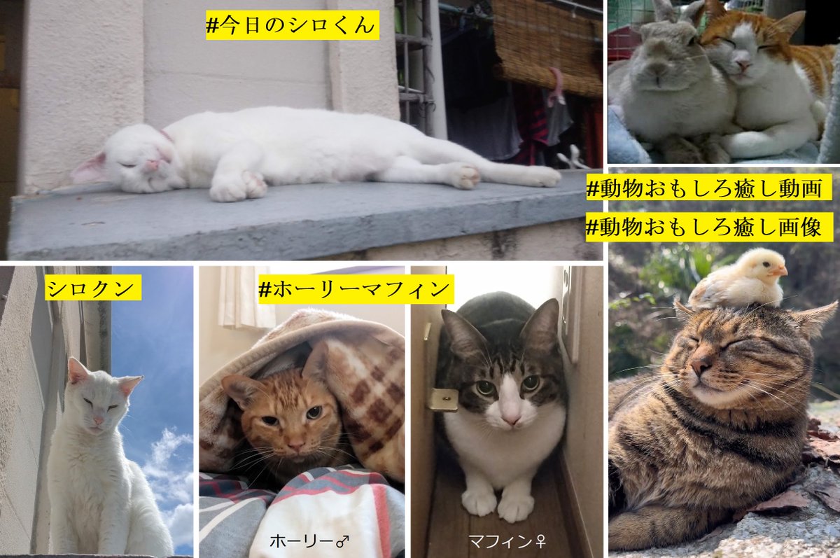 wacan_fx's tweet photo. 🐰⸝⋆訪問ありがとうございます🤗 ≪固定ポストを更新しました≫
専ら自らが楽しむために始めた雑多垢です😊自分が興味のある情報の閲覧と、自分が得意とする分野で発信を行っています😉
主な発信テーマは…①FX為替に関すること ②食事に関すること ③生き物＆動物に関すること　③詐欺垢注意報　④時事問題　⑤その他名言&迷言など
Thanks for visiting. I send out messages mainly about FX & my food & interesting animals etc.

◉当方は勧誘系、教えたい系、目立ちたい系でもなく、アフィリエイト等もしません。
ブルーバッジを付けていても、収益化は全く考えていません。 当初ポストする際の字数制限を無くしたくて一年間Xプレミアムにしていましたが、当初からある不具合が改善されないため年間課金するのをやめ、この固定ポストを書き換える場合など字数制限解除の必要がある時だけ月単位でプレミアム契約することにしました。

◉当方皆さんの投稿はじっくり見て読みたい派です。毎日フォロワーさん全員または ♡(いいね)いただいた方全員のポストを巡ることは無理なので、こちらからの訪問は出来る時にまとめて見させていただいています。
特に♡(いいね)やリポストのお返しなどは意識しておりませんのでご了承ください(ˊᵕˋ🙏🏼

◉なお、サブ垢の WÂCAN_2⭐ワッキャン２（@wacan_2）では、主にフォロワーさんの投稿のリポスト中心に使っております。 ♡(いいね)切れや非常時にも出動しますが、こちらの方もどうぞ( ∗ᵔ ᵕᵔ) ﾉ⁾⁾⁾ ﾖﾛｼｸｯｽ !

◉こちらのメイン垢ではフォロワーさんの投稿に♡(いいね)しても10日ほど経過すると勝手に♡が消えるのと、10日以上前に投稿された固定ポストに♡(いいね)してもすぐに♡が消えてしまう不具合があります(ﾉ_-｡)
また、たまに勝手にフォローが外れていたりブロックしていたりする不具合もあります😢意図せずフォローが外れてしまっていると気づいた時には再フォローさせていただくことがしばしばありますが、もし当方が気付かない場合はお手数ですがリプなどでお知らせいただけると助かります(o･ω-)🙏🏼

◉当方ほぼ毎日フォロワーチェックし、詐欺垢によるフォローは通報してブロックしております。詐欺垢とは、投資、副業、現金配布、自動売買、出会い系、エロ系など、LINEや別サイトへ誘導しているものがほとんどで、特に近年日本人を狙う外国人による詐欺アカウントが多数はびこっています。 詐欺垢の手口は年々巧妙化してきており、複数アカウントを使って詐欺垢の投稿をリポストすることにより宣伝、誘導しているサクラ垢や、なりすまし垢も多く、これらも同様に駆除しています。 また、詐欺垢はフォロー者伝いに拡散フォローしてきますので、詐欺垢を多くフォローされている方と、多くの詐欺垢にフォローされたまま放置されている方については、フォローをお断りするとともに、既にフォローしている方についてもフォロー解除させていただく場合がありますのでご了承ください。

◉以前に当方でフォロー＆フォロワーの整理をした時に、詐欺垢を大量にブロックしたのですが、間違って一部詐欺垢ではない方もブロックしてしまっていたことがあり、あとから気が付いた場合はブロックを解除していますが、未だ気付かずブロックしたままになっている場合があるかもしれません。悪意はございませんのでお許しください。

◉心無いポストなどを見てしまうと、しばしXから離れてしまうことが時々あります💔また、心身不調時には低浮上となりますがご理解いただきますようお願いいたします🙇‍♂️

◉フォロワーさんの不幸事に関する発信など、内容によっては♡(いいね)やリプができないことや、伝えたいことがよく解らないこともしばしばあり、その場合はスルーさせていただきますがご了承ください。

◉私が嫌いな物事に関するポストには♡(いいね)できません…たとえば、マクドナルドやスターバックスなど一部私が嫌いな店や商品がありまして、それらのお店の商品を食べたという内容のポストは見てもスルーします。 また、私はギャンブルを全くしませんが、競馬についてのポストには♡(いいね)しても、パチンコ＆パチスロは嫌いでそれに関するポストには♡(いいね)できません。 TVゲーム類も若い頃はしていたことがありますが、熱中すると人生の貴重な時間の無駄遣いに気付きやめたので、ゲームに関するポストもスルーします。 あとAIで作った動物や人間の画像や動画は好きではないので♡(いいね)しません。
 
◉自身の体験によりワクチンや予防接種は毒物だと確信していますので、人に限らず愛猫愛犬であっても、「これから接種する」または「接種に連れて行く」あるいは「接種してきた」などという内容のポストには♡(いいね)できません。（詳細理由は後述あり）

◉当方発信の際にテーマはいくつかに分類して、過去のポストを参照し易くするようなるべく#（ハッシュタグ）を付けています。
下記の#タグから入って『最新』をタップ（クリック）していただくと、過去ポストを新しい順にご覧いただけますので、よろしければ参照ください💁‍♂️
（古い投稿には#タグを付けていませんので参照できないものもあります）

■FX・為替に関すること
#WACAN・TIMES
#今日のデイトレ戦略　#今日の勝負どころ
#FXうんちく　#FX処方箋

■食事に関すること
#火曜日はカレーの日　#水曜日はスパゲティの日
#金曜日はラーメンの日　#土曜日はどんぶりの日
#今日のランチ定食　#今夜はこれで一杯　#夜食専科

■ペットや動物に関すること
#今日のシロくん　#ホーリーマフィン
#動物おもしろ癒し動画　#動物おもしろ癒し画像
 
 ■詐欺アカウントについての注意喚起
#詐欺垢注意報　#ブロック通信
#量産型スパムアカウント

■その他のテーマ
#今日の名言迷言　#今伝えたい大事なこと
#今日の讃美歌　#ぶらぶら日記　#私の本棚から　

◉私のプロフィール(詳細版)：
S38兎年に大阪生まれ大阪育ち、京都と滋賀に住んでいた時期もありますが、現在は大阪在住。京都にある大学の法学部政治学科を卒業、主な専攻は憲法訴訟。大手の不動産会社＆住宅メーカーなどで勤務、中間管理職の経験あり、保有資格は宅建、一級建築士、施工管理士、電気工事士など
 
26歳時に結婚し35歳時に離婚、子どもは二人（息子とは23年振りに再会するも娘とは未だ会えず）、家庭の不幸事と仕事のストレスが重なり40歳頃から鬱病を患う、48歳の時に早期退職し、大阪で一人住まいしていた高齢の母親宅の近くに転居、現在認知症が進みつつある母の世話をしながら、以前から趣味でしていた外国為替取引(FX)で生活していくことを決意し現在も実践中
動物好きで幼少時から犬、猫、ハムスター、うさぎ、鳥（セキセイインコ、文鳥、コザクラインコ）などたくさんの動物を飼っていた経験があり、幼い時から動物と接することで情緒が育成され、人にも動物にも優しく思いやりのある人間になれると考えています。

◉私のルーツ：父方の祖先は江戸時代に滋賀の彦根藩で井伊家に仕えた家老～曾祖父は近江商人。 母方の先祖は飛鳥時代から伝わる姓で、曾祖父は三重県尾鷲地方の役人だったそうで…純潔、純粋かは分かりませんが😅純血、純正の日本人のようです。

◉私の他の病歴とワクチンや予防接種に関する私の考え：小学４年生までは健康優良児でしたが、５年生の時にBCG(結核ワクチン)接種およびインフルエンザの予防接種を受けてから体調に異変が生じ、12歳の頃から十二指腸潰瘍、発作性頻脈、気管支喘息、アトピーなどを患い、17歳時には心筋梗塞も…一命をとりとめるも若い時には入退院を繰り返し、心臓ペースメーカー装着していた時期もあり...43歳を過ぎてから心臓の発作は起こらなくなるも、心筋梗塞の際に心臓の一部が壊死して心臓から血液を送るポンプ機能が低下しているため、走ったり上り坂や階段を駆け上がったりすると息切れめまいが著しく、登山や水泳などの激しい運動が出来ないという後遺障害があります。 また、小学校で同じ時に接種した仲の良かった同級生の友人は１年以内に白血病を発症し、中学に上がってすぐ亡くなりました。そういった自らの体験から、各種のワクチンや予防接種を受けることに反対しています。 ワクチンや予防接種を受けた人や動物の方がいろんな病気に罹りやすく、癌や心臓病や肺炎など重篤な病で命の危険にさらされる可能性が高いと思いませんか？ 特に各種ワクチンや予防接種は自然免疫力を破壊し病気に罹りやすくするもので、世界の一部の大金持ちエリートたち、資本家たちが操る製薬会社が政治家や官僚、厚生労働省、マスメディア等を利用するとともに、お金儲けしたい医者や病院、医師会とつるんで、新薬で売り上げを上げるために作られた『病気にするための毒物』であると私は確信しています。
また、私の父は歯の痛みを抑えるためにセデスという鎮痛剤をよく服用していたのですが、進行性の重症筋無力症を患い（私が13歳の頃に）40歳で亡くなりました。 私も一時期に心療内科で多種多量の薬を処方され服用しておりましたが、続けていると他のいろんな身体の不調不具合が現れるようになり、新薬の常用や多量の服用が有害であると気付きました。 現在はどんな薬でも、やむなく必要とする時にだけ＆必要最小限の服用にとどめるようにしています。
そのような経緯で私は、ワクチンや予防接種は人にも動物にも不要なものだと考えており、命を守り心身の健康を維持するためには決してワクチンや予防接種を受けてはいけないのと、新薬の常用と多量服用をしてはいけないということを、ここ𝕏でも訴えています。

■その他、私の考え、価値観、ポリシー、思想的なことについていくつか…
◉日本だけでなく世界中の民族の文化や伝統などすべての古き良きものを大事にしたい人です。　
日本の政治については、日本国憲法の改正(改悪)に反対、緊急事態条項に反対、LGBTや同性婚、夫婦別姓について制度として不要、移民政策に反対、外国人参政権に反対、外国への資金援助より日本の復興支援が大事、外国人の保護より日本人の保護が必要、消費税の撤廃その他減税が必要などと考え、腐敗した政治政党と政治家の刷新、官僚支配による政治および利権絡みの政治からの脱却などを求めます。 無党派で、一部で共感できる政治家はいるが全面的に支持できる政治家、政党はありません。 世界的には、軍拡と戦争に反対、反グローバリズム、反DS（反ディープステイト）の考えに共感します。 全面的にではないけどトランプさんとプーチンさんが好きですが、ゼレンスキーとネタニヤフが大嫌い。

◉私は人種や民族、出身地等で差別的な考えをすることは一切ありません。 私には海外に外国人の友人もおり、国内でも来日して１０年以上になる外国人の友人が数人います。欧米や韓国、中国、ネパール人の他、アフリカのコンゴやザイール、南米エクアドルなどの国に住む、或いは来日して日本に住む人たちで、職業も大学や外国語学校の講師、教会牧師、調理師など様々です。 古くから付き合いのある在日コリアン二世の友人もいて、皆が親日で良い人なのです。 ですから私は特定の国の政治や政治家、企業などを非難することはあっても、その国に住む人を一概に「〇〇人だから△×だ」などと批判することはしません。 しかし近年入国する外国人が増加し、犯罪目的で入国する者や、日本の伝統文化を破壊しようとする者など悪さをする人たちの増加も顕著です。 また、海外に住む外国人でも親日の人と反日の人がいることと、在日外国人や日本に帰化した人でも反日思想を持ち、日本に住みながら日本人を憎み、日本人を排除しようとする者も多くいて、今や芸能世界だけでなく、マスメディア、医療から政治、司法まで影響力を持つ勢力に拡大していていることも確かです。 そのような訳で、私は親日的な外国人や帰化した人とは交流し親しくなれますが、反日的な人に対しては、日本人か外国人か帰化人か等を問わず、嫌悪感があります。そのような点は理解ください。
 
◉高校生の時に当時流行したBCL（Broadcast Listening ）やアマチュア無線に熱中していた時期があり、当時からラジオで日本語と英語による海外の短波放送をよく聴いていました。 そのため若い時から海外の世情には明るい方なのかもしれません。 国によって、或いは放送局によって報道の仕方も異なり、各国の政府やスポンサーの意向が反映することで、報道も伝える側で誇張されたり歪曲されたりして伝えられることがあることも分かっています。 受ける側では報道の全てを信用して鵜呑みにするのではなく、気になる報道なら自分でいろいろ調べて確かめる習慣を身に付けることが大事だと思います。 近年は日本では、政府の報道機関&公共放送であるNHKをはじめ、国内の大手メディアの放送や新聞が、国内外で起きている様々な事件や重要な問題でも事実や真実を伝えていないことが多いと感じており危惧しています。 特にTVでは、ニュースにおいて虚偽や偏った報道と、編集録画されたギャハハ系のくだらない番組の多さに嫌気がさし、私は１０年ほど前（2016年頃）からテレビを見ないようになりました。 野球が好きなのでMLBなどのスポーツ中継だけは時々見ていましたが、現在は中継もインターネット配信があるのでテレビは不要になりました。 日経新聞や従来からある大手新聞社の記事も信用できなくなったため、現在は信用できる海外メデイアのニュース配信等を参照、主にインターネットと書籍で広く情報収集するよう努めています。

◉自然の力や宇宙の法則的なものに対し敬畏の念を持っているため、自然の神を祀った神社が好きでよく行きます。 日曜日には13歳の時に病で亡くした父の代わりにプロテスタントの教会にも中学生の頃から通っていますが、洗礼は受けるつもりがないためクリスチャンではありません。 どのような宗教宗派であろうと組織や団体に所属するようなことはしないと決めています。 教会や神社や寺では生きていく上でためになる説教,説法,お話を聴くのは好きですが、どのような場であっても『お祈り』する機会は宇宙や自然を司る神さまのような存在と会話する場にしており、現在も自分が自然の中で生かされていることに感謝する気持ちを伝えるようにしています。

長文にも拘わらず最後までお読みいただき🙏🏻ありがとうございました(*ᴗ͈ˬᴗ͈)🙏🏻