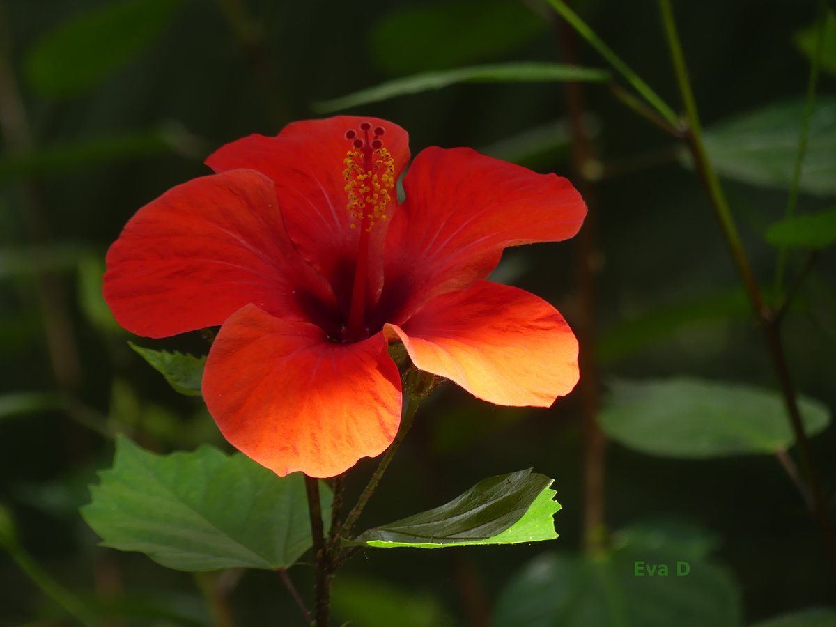 📷  31.5.2025, Olomouc, Smetanovy sady, Palmový skleník, Hibiscus rosa-sinensis