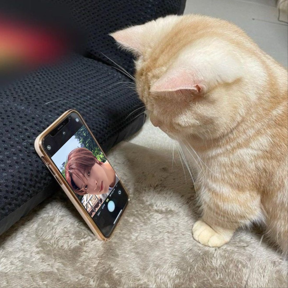 /ᐠ. ｡.ᐟ\ᵐᵉᵒʷˎˊ˗