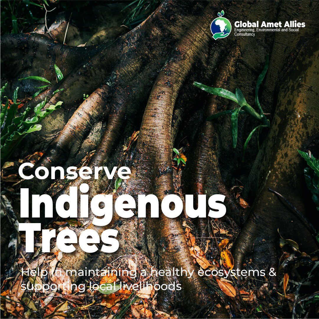 gametallies's tweet photo. Through conserving indigenous tree species, you help in maintaining a healthy ecosystem and supporting local livelihoods. https://t.co/CzTwbPMG19