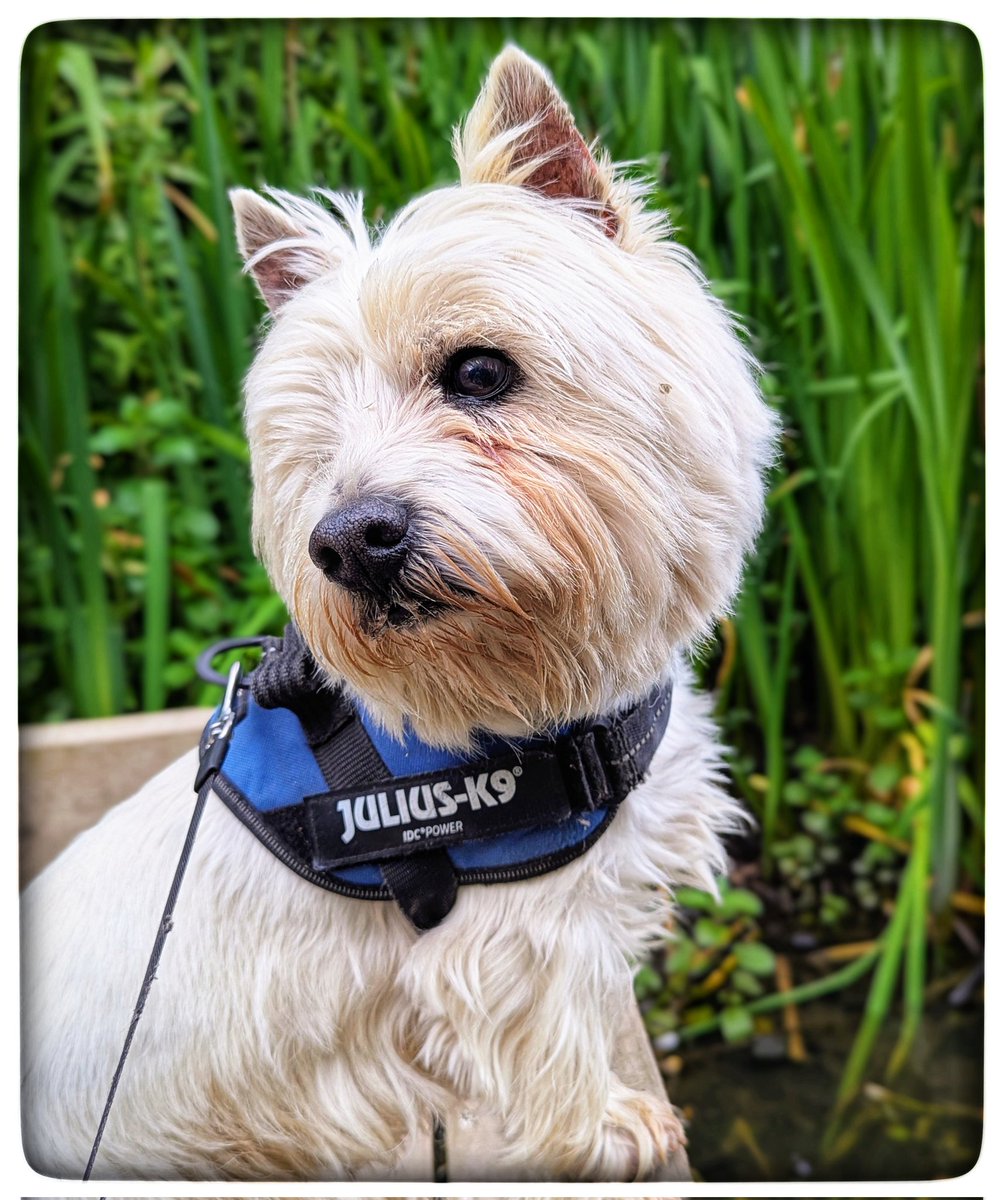 #Summer walks 
The song thrush sang 
A wren too, belting out her song 
Bigger little moorhens out on the pool 
And little moorhens on the lily pads 
A parent called to them ♡
Things that make me happy 💛
#Gentleness 🩵
#Ready4Freddie 💚🐶 
#KeepGoing x⛅