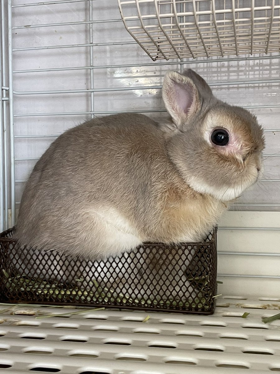 chocolate_otter's tweet image. おふろくん牧草入れに入らないでよ🫩