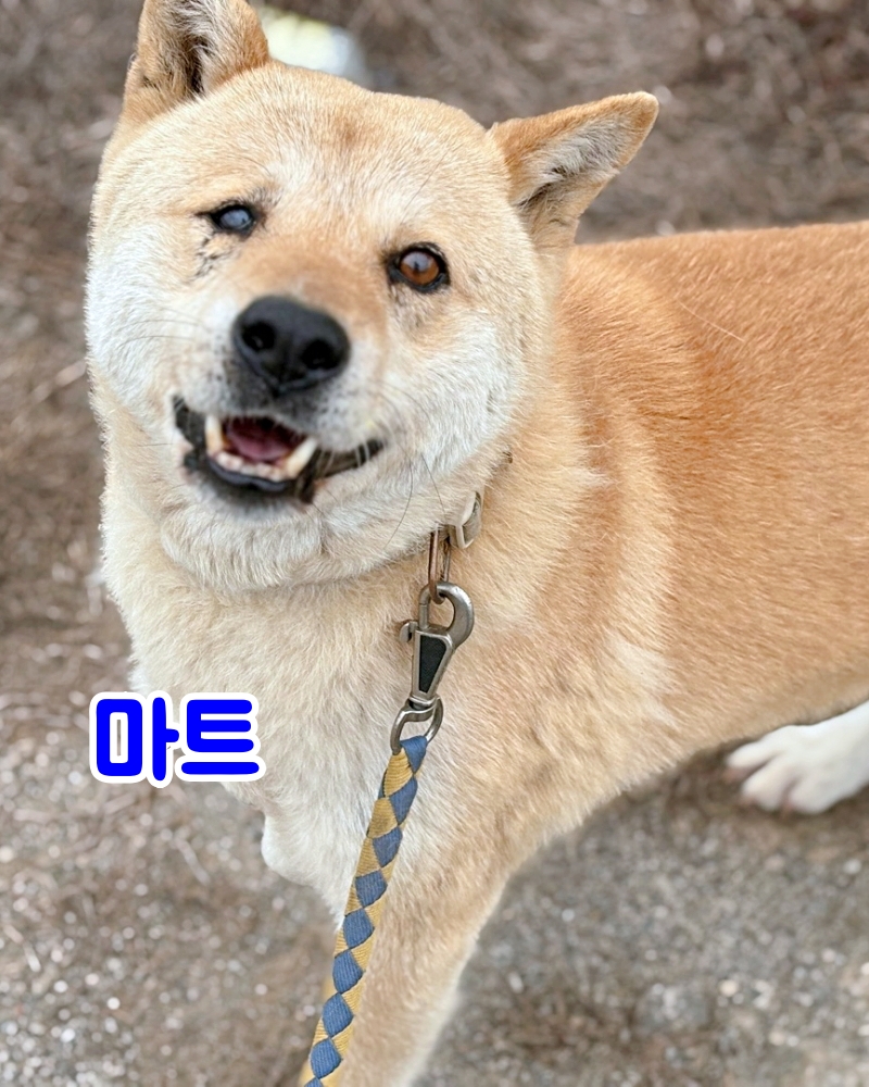 제제프렌즈는 제주에서 ‘한림쉼터’라는 유기견 보호소를 운영하고있습니다. 

현재 109마리의 아이들을 보호하고 있으며 강제철거되지 않기 위해 합법적인 유기견 보호소를 새로 지어야하는 상황입니다. 

아래 이야기를 읽어보시고 한림쉼터 아이들의 파수꾼이 되어주세요.  jejefriends.notion.site/donation