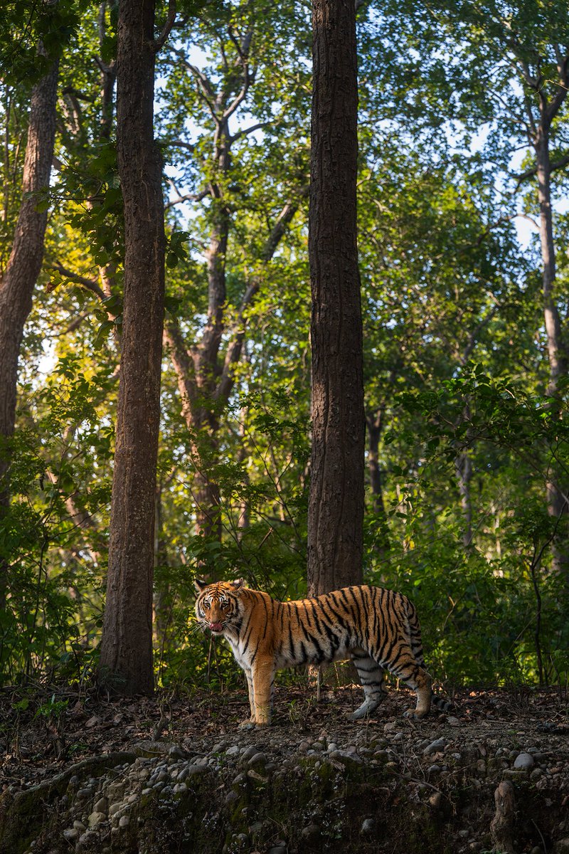 NikonIndia's tweet photo. The jungle doesn’t speak. It watches through trees, tusks, and amber eyes.

Shot by #NikonCreator Abhilash Kar with Nikon Z 8 &amp; Z 9

For information on products, offers and more, visit https://t.co/O2lv6taHlk
#Nikon #NikonIndia #NIKKOR  #NikonZ9 #Unstoppbale #NikonZ8 #ReadyAction https://t.co/y8lR1mTh05