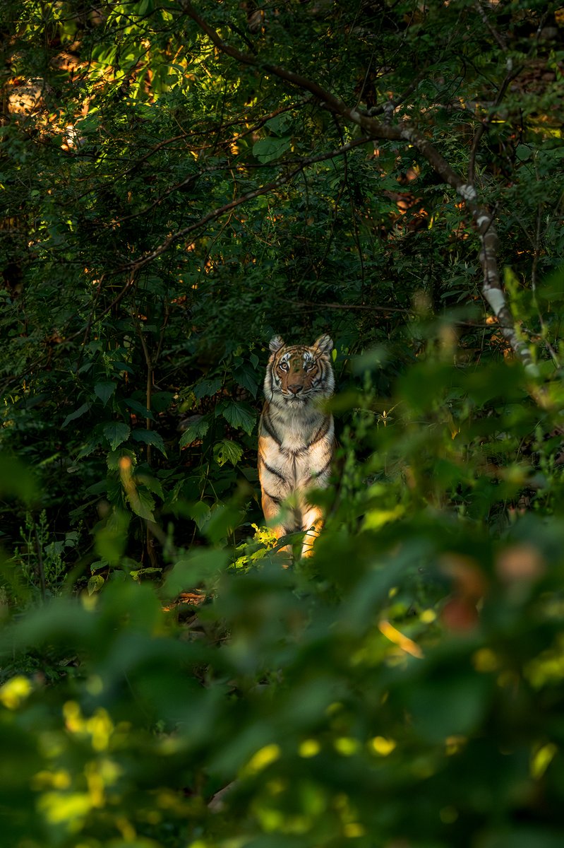 NikonIndia's tweet photo. The jungle doesn’t speak. It watches through trees, tusks, and amber eyes.

Shot by #NikonCreator Abhilash Kar with Nikon Z 8 &amp; Z 9

For information on products, offers and more, visit https://t.co/O2lv6taHlk
#Nikon #NikonIndia #NIKKOR  #NikonZ9 #Unstoppbale #NikonZ8 #ReadyAction https://t.co/y8lR1mTh05
