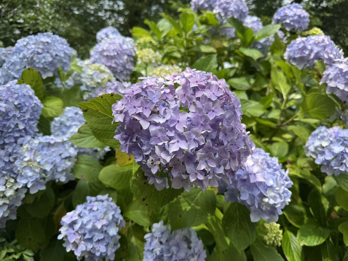daesung59's tweet photo. #アジサイ　#紫陽花　#奈良　#大和郡山　#矢田寺　#御朱印　#御朱印帳　#ハート https://t.co/xBjHGjKv4Z