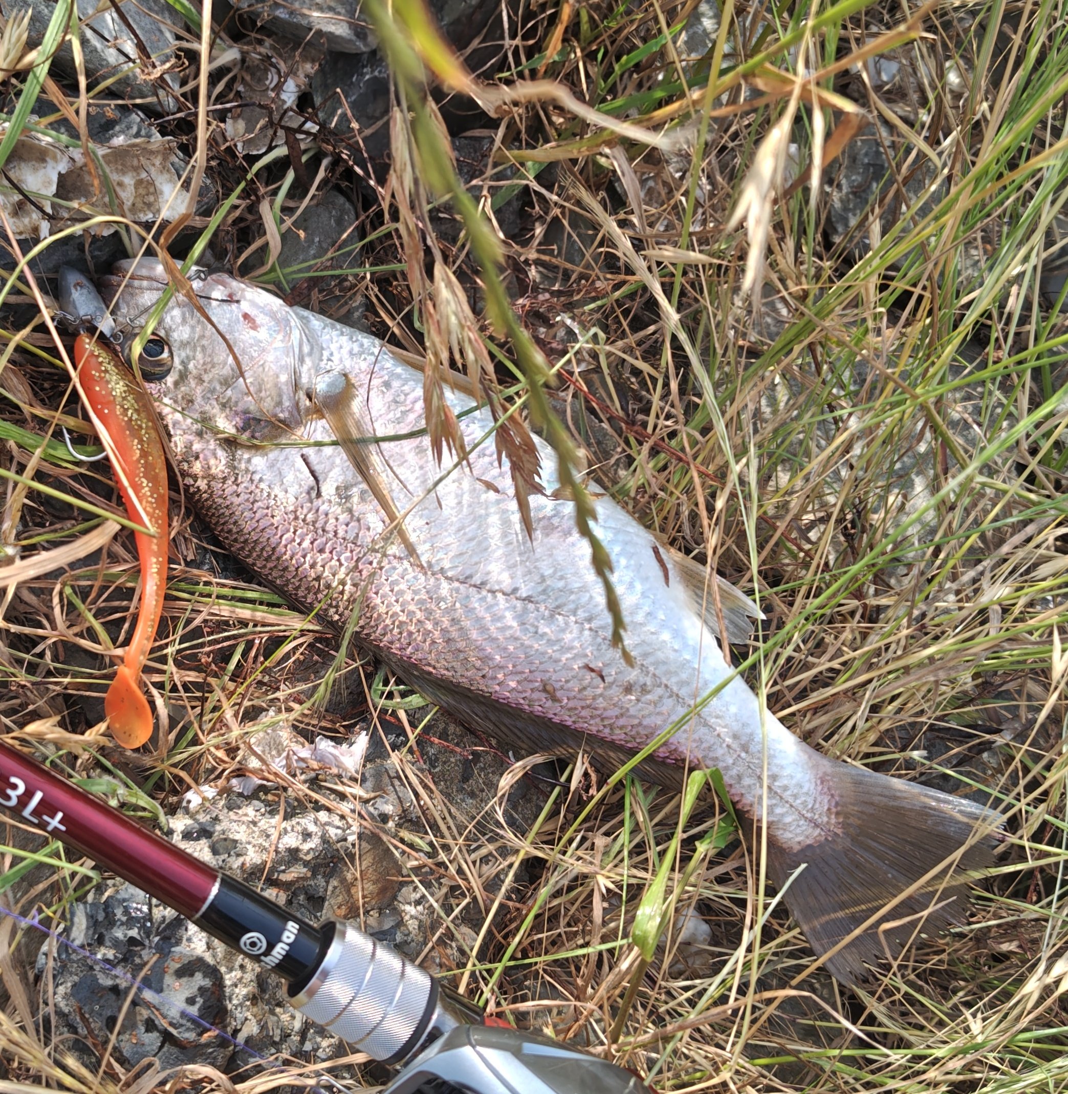 サンレモン 半魚人 ハチ f-marin_4535090147718