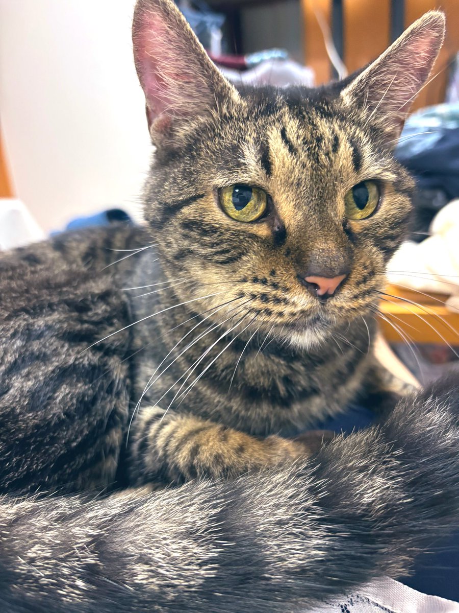 yukige030ms's tweet photo. 🐱うむ、、、、満足！ https://t.co/8jxqsKBvCm