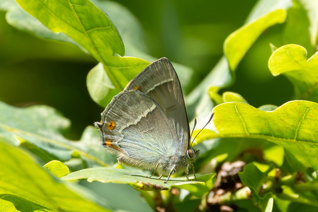 Keith Warmington (@keithwarmie) on Twitter photo Managed to fit in our Wider Countryside Butterfly Survey square, in and around Grendon Wood, before the rain came. Best sighting was this Purple Hairstreak. Also had our first Gatekeeper of the year on Baddesley Common today. <a href="/BCWarwickshire/">BC Warwickshire</a> <a href="/savebutterflies/">Butterfly Conservation 🦋</a> Managed to fit in our Wider Countryside Butterfly Survey square, in and around Grendon Wood, before the rain came. Best sighting was this Purple Hairstreak. Also had our first Gatekeeper of the year on Baddesley Common today. <a href="/BCWarwickshire/">BC Warwickshire</a> <a href="/savebutterflies/">Butterfly Conservation 🦋</a>