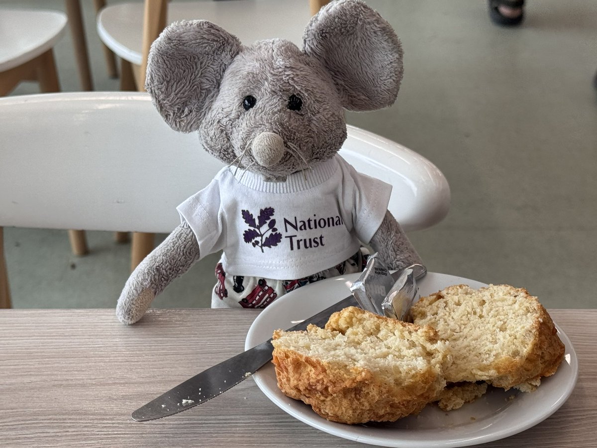 ππππ€πππ£π€ ππ π¦π€π π§ (@whiskersmouse) on Twitter photo While the familyβs watching the kite flying at Dunstable Downs, Iβm chilling with a <a href="/nationaltrust/">National Trust</a> lunch.
I went for a cheese scone! While the familyβs watching the kite flying at Dunstable Downs, Iβm chilling with a <a href="/nationaltrust/">National Trust</a> lunch.
I went for a cheese scone!