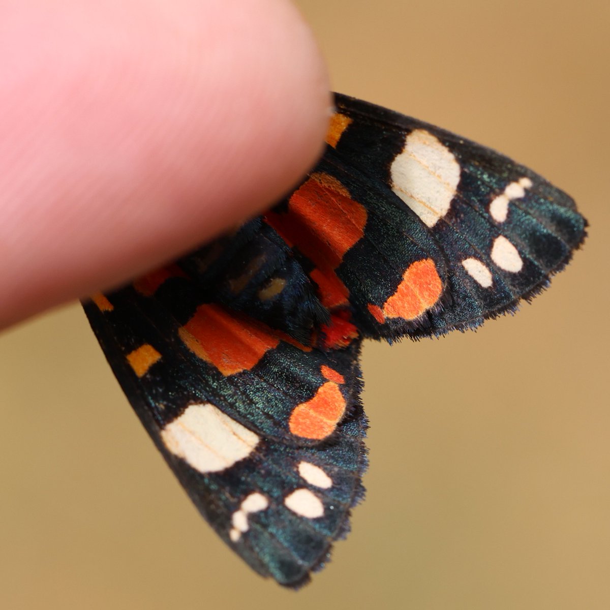 Henry Stanier (@henrystanier) on Twitter photo A great year for the #ScarletTigers. Plenty of these stunning #moths recorded in our garden last night. A lovely highlight for <a href="/WildlifeTrusts/">The Wildlife Trusts</a> <a href="/30DaysWild/">#30DaysWild from The Wildlife Trusts</a>. Look out for them, day and night. A great year for the #ScarletTigers. Plenty of these stunning #moths recorded in our garden last night. A lovely highlight for <a href="/WildlifeTrusts/">The Wildlife Trusts</a> <a href="/30DaysWild/">#30DaysWild from The Wildlife Trusts</a>. Look out for them, day and night.
