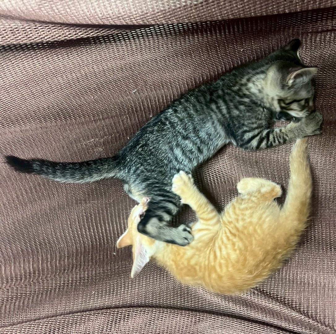 この度新たにふたつの命を預かりました
………賑やかです