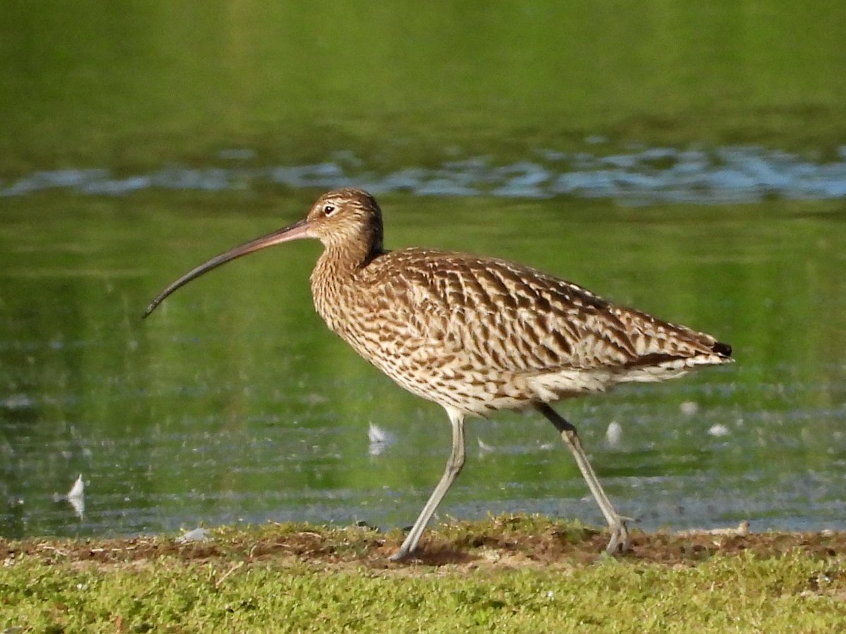 alanbodd's tweet image. Rare to see a grounded Curlew at #BrandonMarsh @WKWT nowadays, so this one this morning was a nice surprise. My last one here was in 2018.