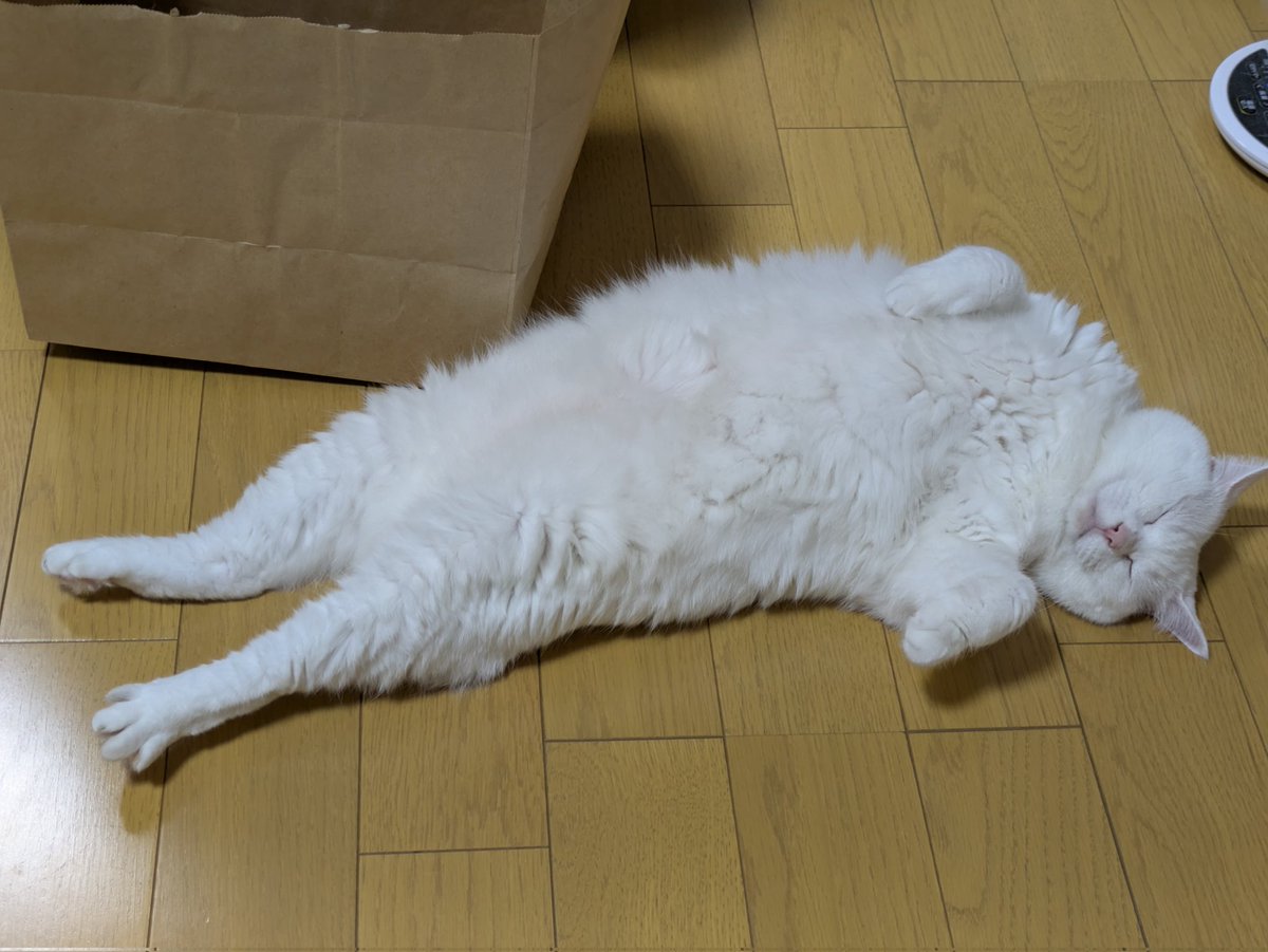 くまねこ様② クーポンでさらにオトク／【CRUISE】宇宙船付き 4段 木製