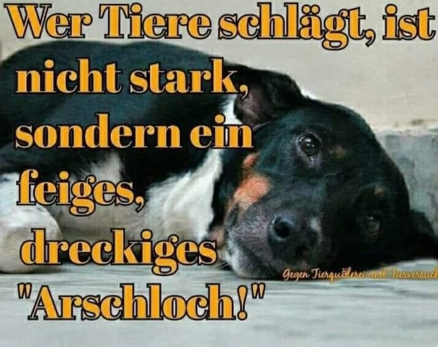 Ally Catmom (@lordi1960) on Twitter photo 