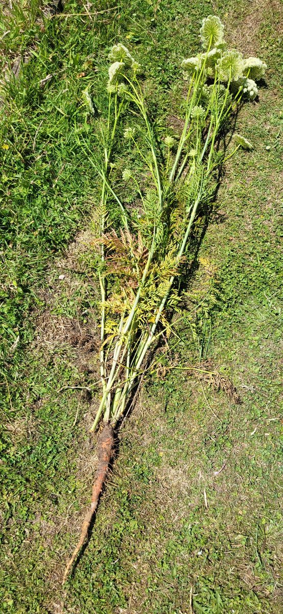 Dr Pineapple tweet media