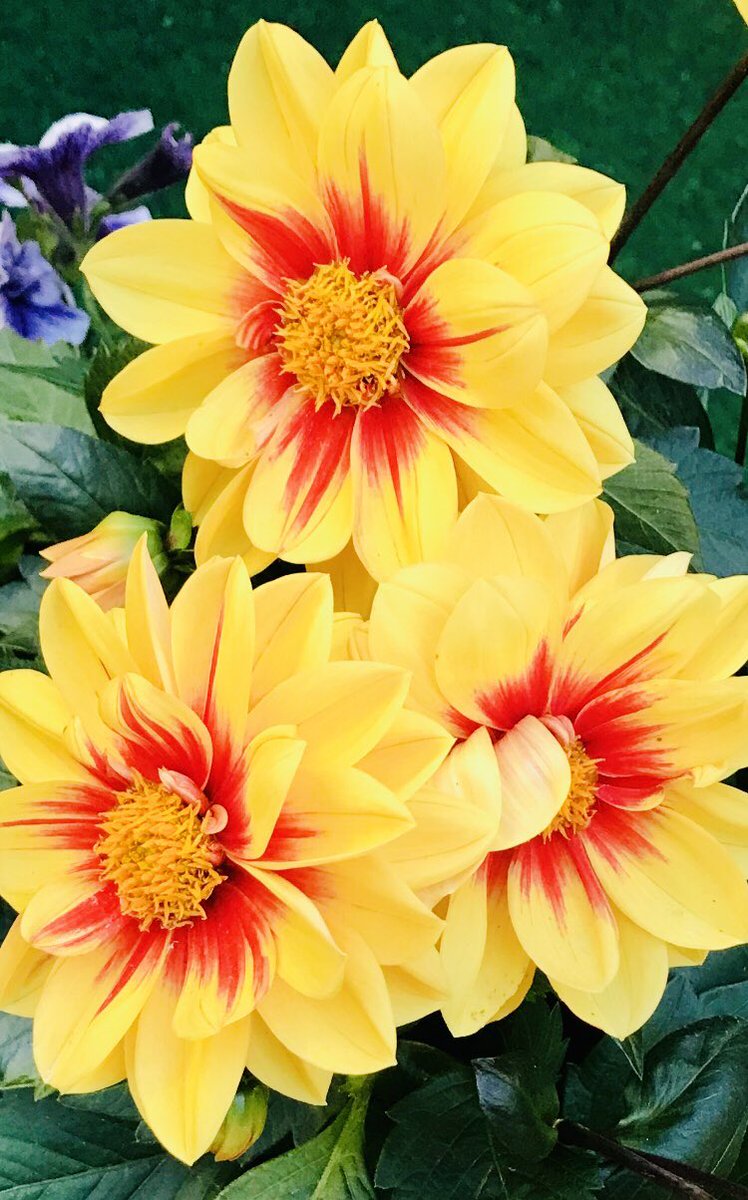 Sunday’s blessings for everyone 💛🌿

📸 22.6.25 mine