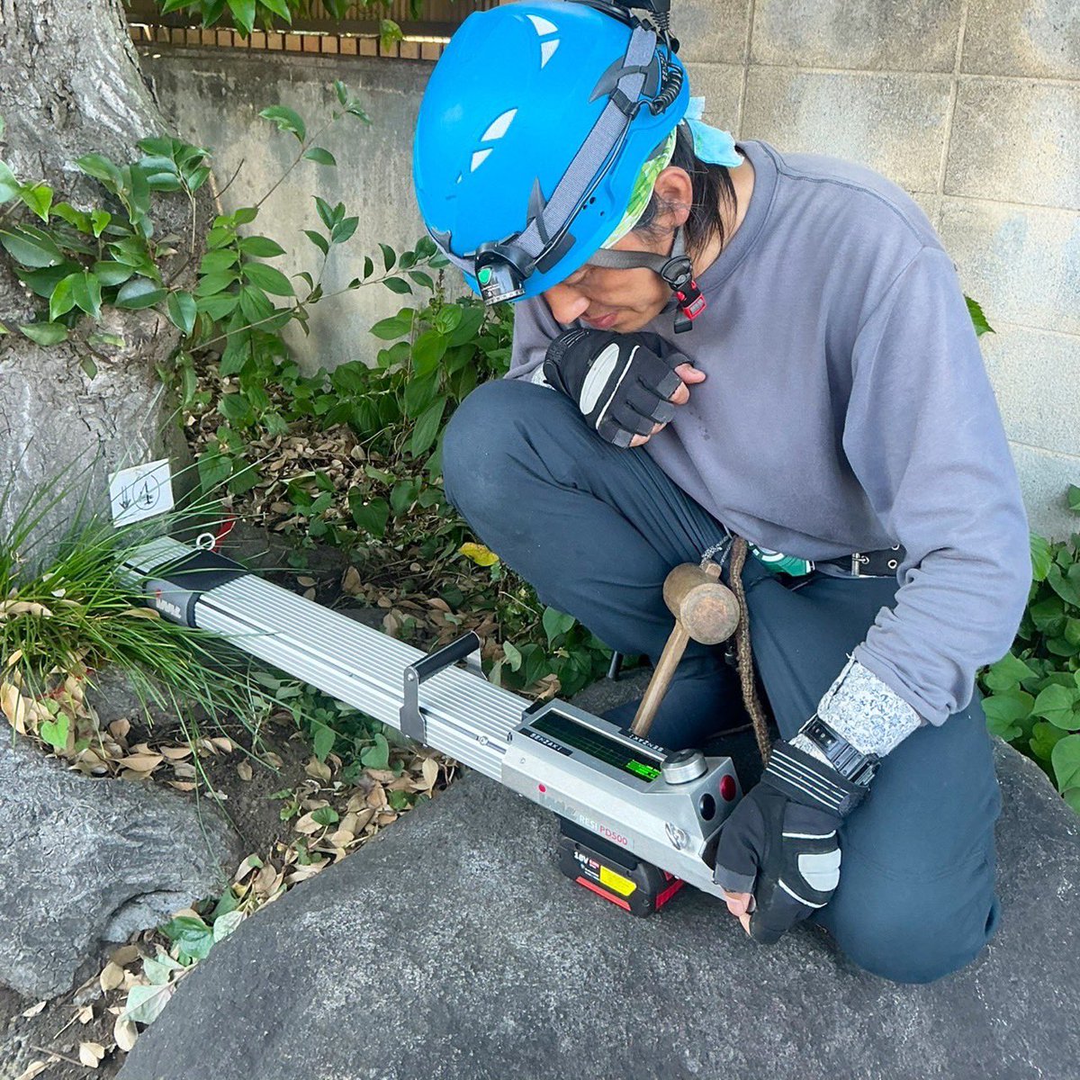 thetreessenzaki's tweet photo. スダジイの機器診断
樹木の内部を診断しています。

#仙坐木 #樹木医  #樹木診断 #レジストグラフ #IMLRESI #pd500  #樹木診断機器 #スダジイ https://t.co/Q0YxuufY6O