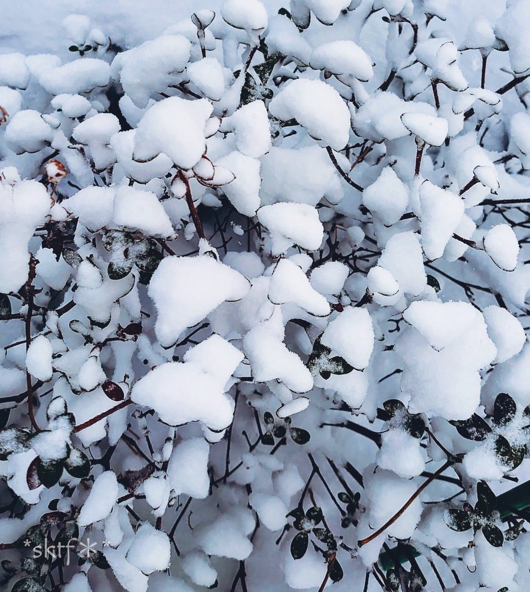 雪 - Search / X