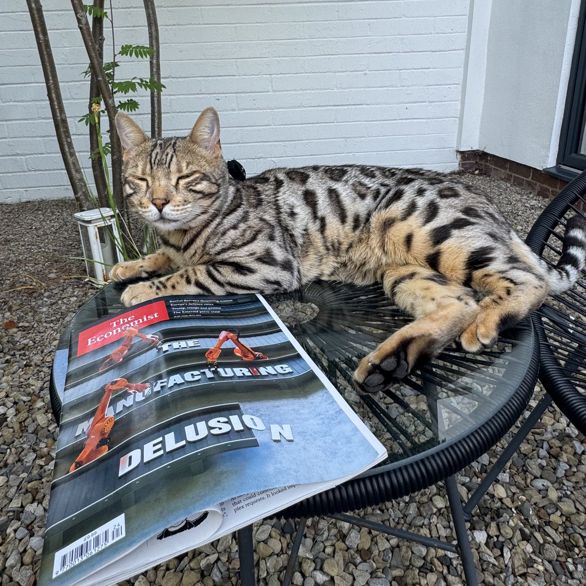 Professor Katy Shaw (@profkatyshaw) on Twitter photo Middle class cat 🐱 <a href="/TheEconomist/">The Economist</a> Middle class cat 🐱 <a href="/TheEconomist/">The Economist</a>