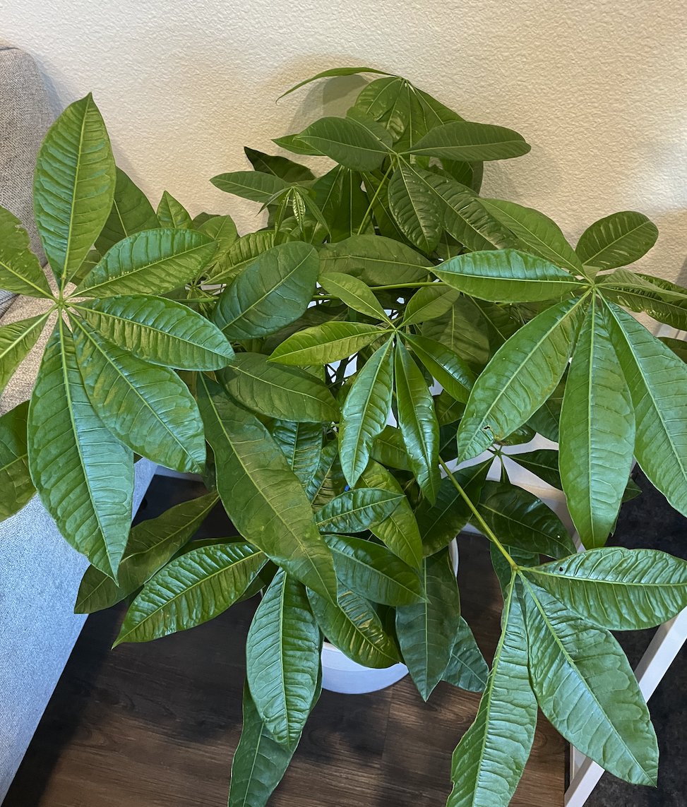 5 weeks, no water. Still thriving.🌱

Before cultivation practice: nearly dead after 10 days.

Now: impossible becomes possible.

The difference? 6+ hours daily internal energy work.
Reality is more flexible than we think.