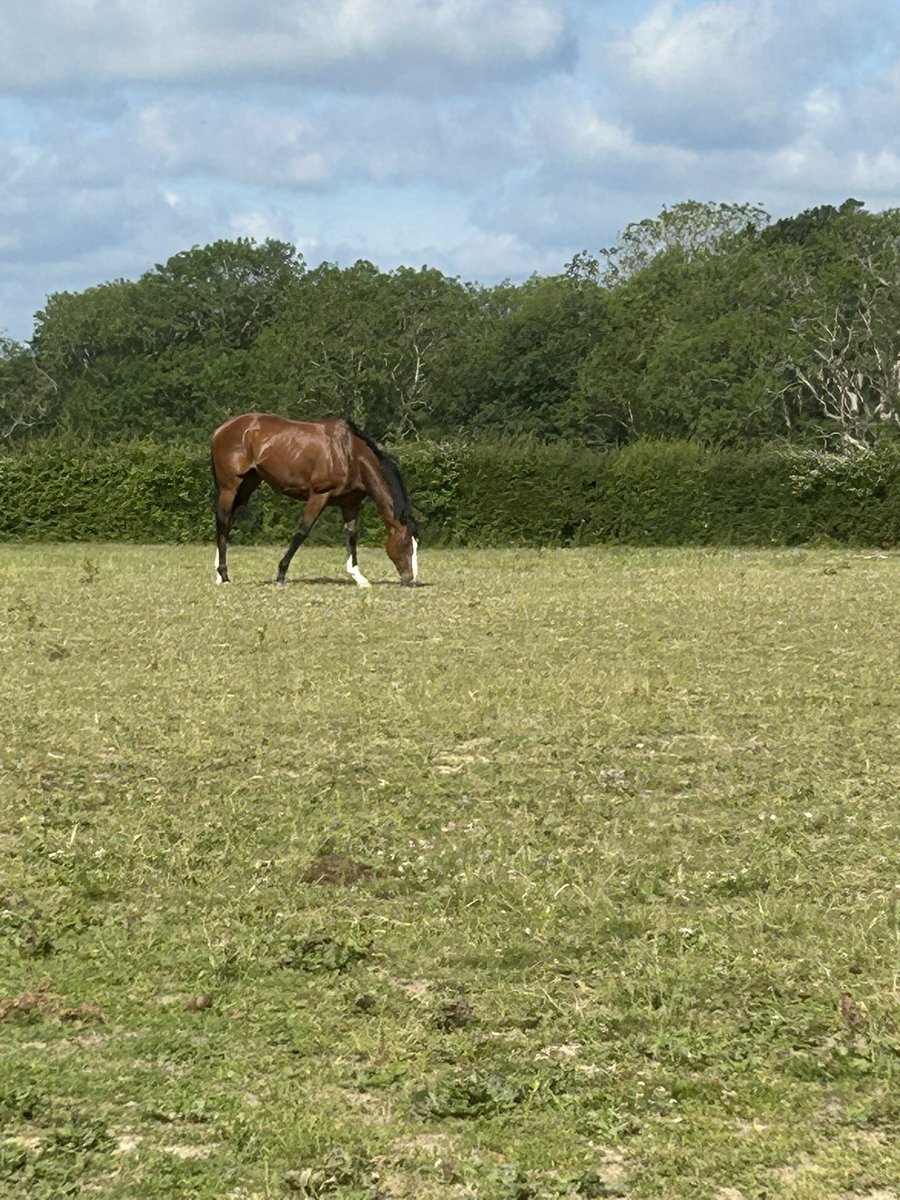Luke Dace (@lukedace) on Twitter photo Wow what a fabulous day to have this special horse run for me at <a href="/royalascot/">Royal Ascot Fans</a> yesterday Youthful King making memories for the family & Jack Dace and in the paddock this morning enjoying the ☀️ Wow what a fabulous day to have this special horse run for me at <a href="/royalascot/">Royal Ascot Fans</a> yesterday Youthful King making memories for the family & Jack Dace and in the paddock this morning enjoying the ☀️