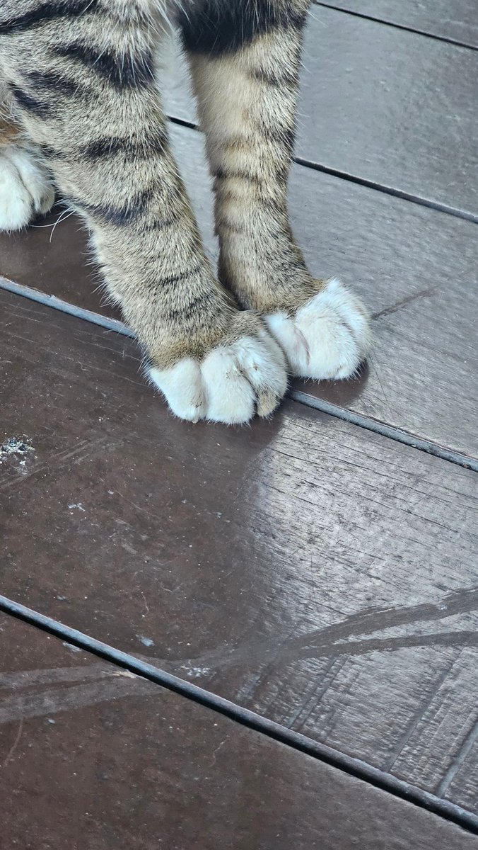 dalbomom's tweet photo. 꼬질꼬질 귀야운 아톰이 발🩷
기분 좋으면 배도 젤리도 다 허락해주던 착한 아톰이😊 기적을 바래보자
#가족찾는아톰 #길냥이구조 #입양기다려요
 #🐱 https://t.co/R5VZBQFGCp