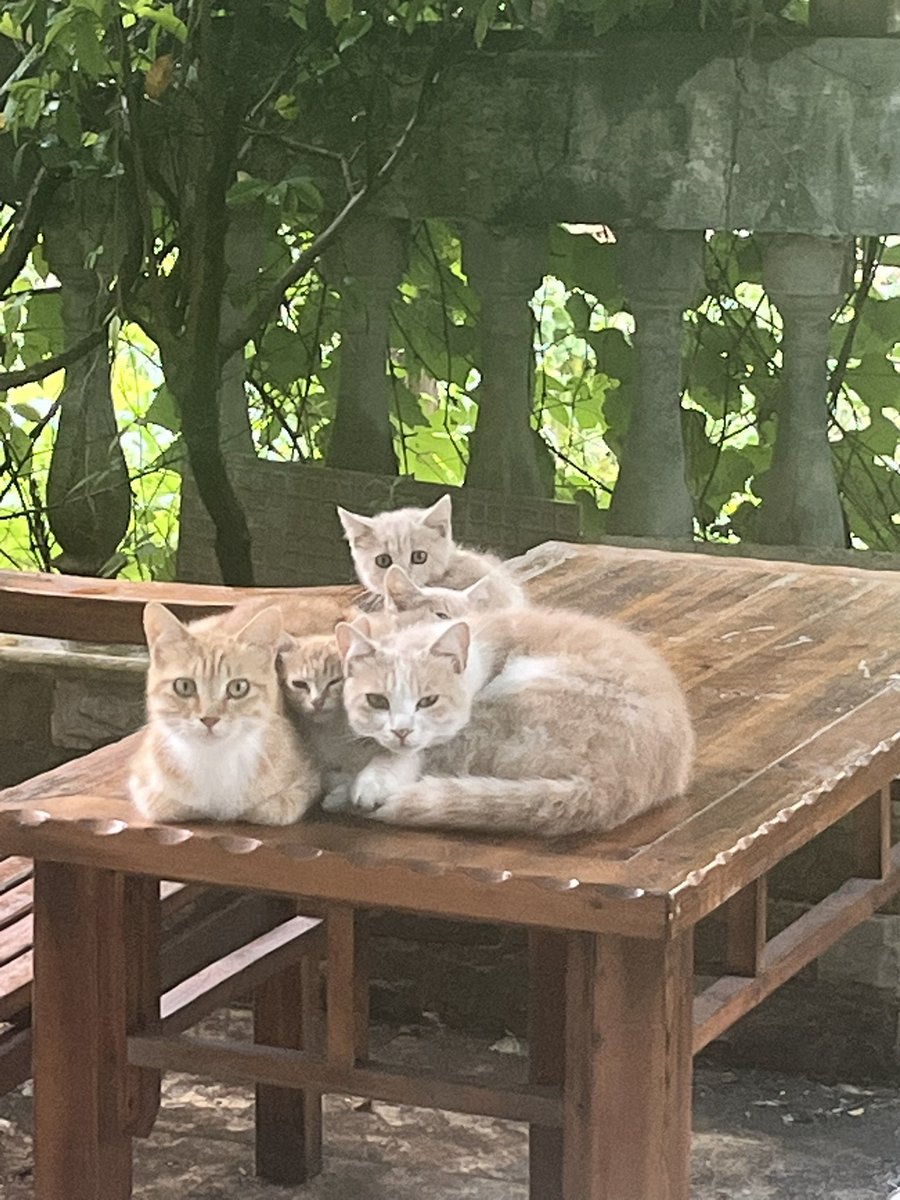 password tweet media