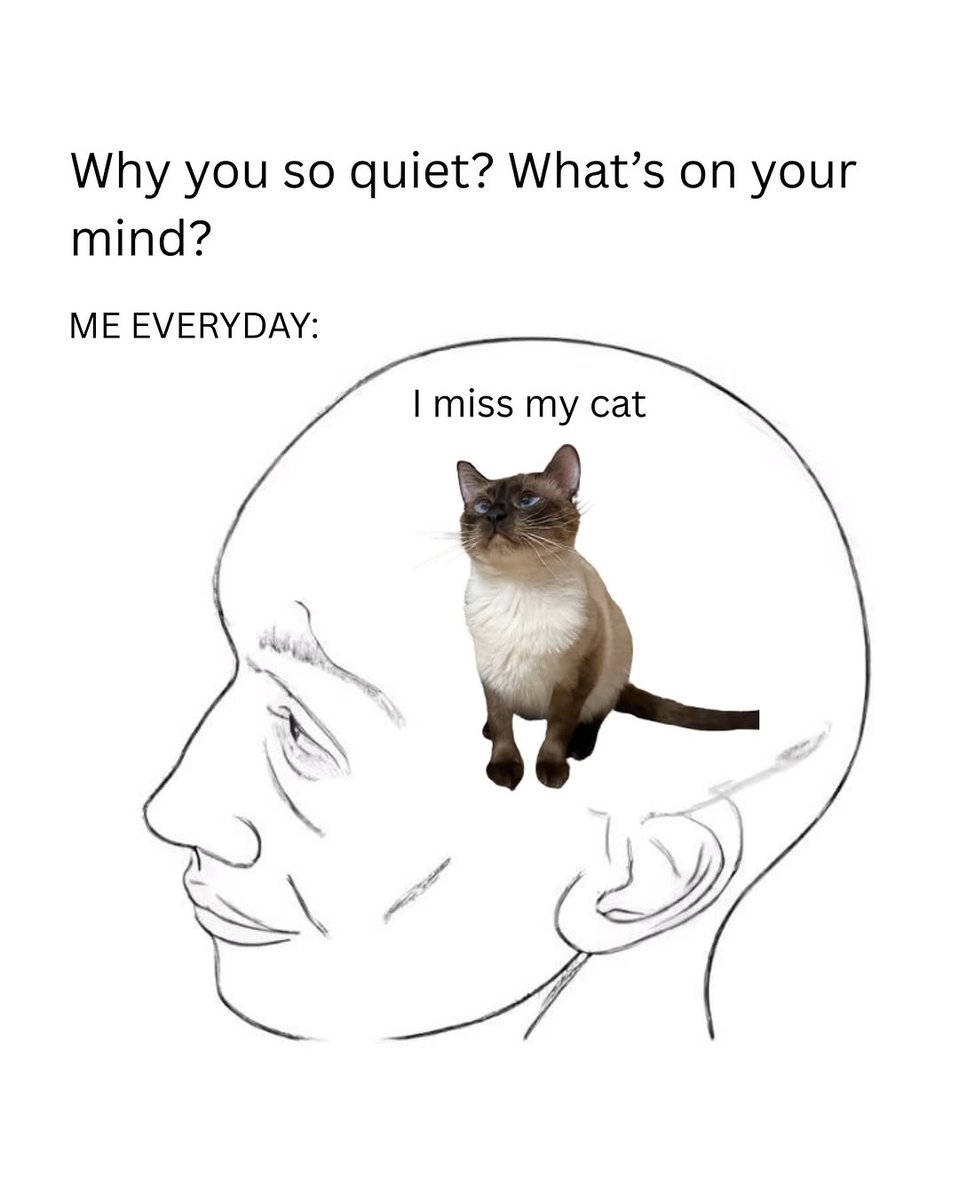 WeAssessCats's tweet photo. https://t.co/NYzBoNUuws