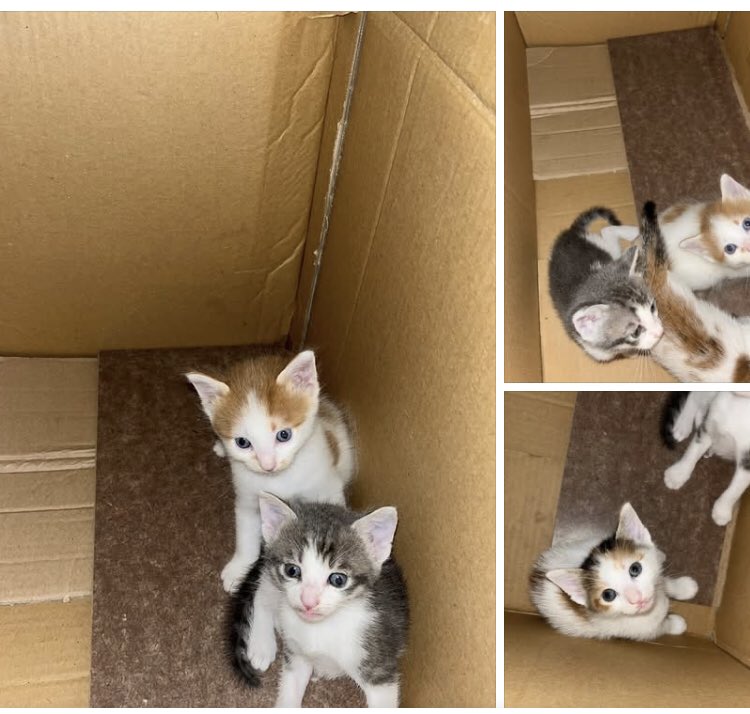 HAYATINIZA MİNİK BİR DOKUNUŞLA KOCAMAN MUTLULUK VE HUZUR GETİRMEK İÇİN ŞANSLI KİŞİLERİ BEKLİYORLAR!~'

Yer:İstanbul Büyükçekmece 
İletişim:05359319052

Üyemizin iletisidir:"Merhaba bu bebek kediler kapıda annesine baktığımız kedinin yavruları. Binamıza yavruladı bizde kıyamadık