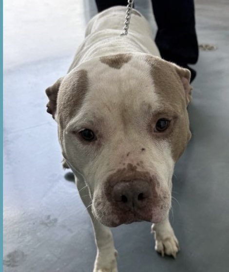 Sweet Girl is a🆕Intake,nQueens ACC 
She’s a Beautiful Forlorn Pibble girl who came in as a “stray.” She’s6️⃣yrs old w/so much more life to live ♥️No pup should be this sad, so desolate, so destroyed 😭 Will 🫵🏻help Sweet Girl 🫶🏻🤞🏻♥️🙏🏻 She deserves♥️🏡 🆔2️⃣2️⃣9️⃣8️⃣8️⃣3️⃣
🙏🏻Sweet Girl
