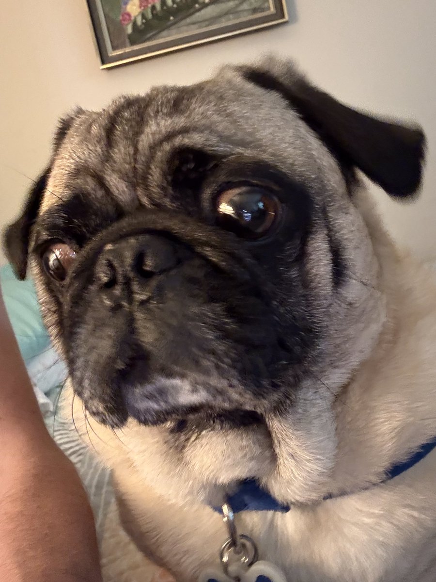 The Pug Rescue of Florida and Georgia do great work for pugs that need a second chance from no fault of their own. If you can consider a vote for Cheese of even 1$