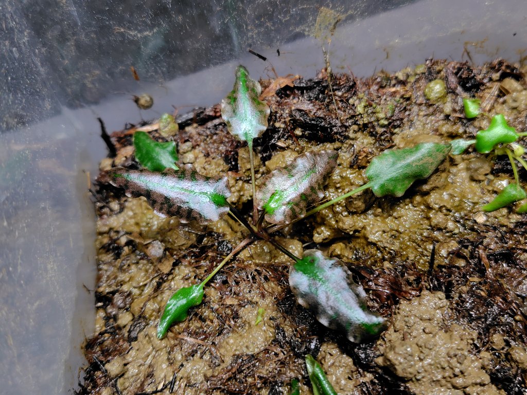【PP便】Cryptocoryne striolata \